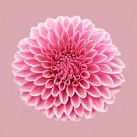 Pink ball chrysanthemum, flower collage element psd