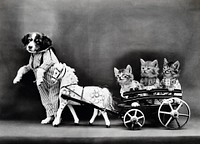 Dog and kittens. Free public domain CC0 photo.