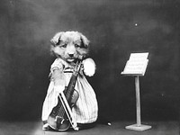 Puppy dressed as violinist. Free public domain CC0 photo.