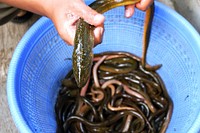 Person holding eel fish. Free public domain CC0 photo.