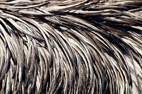 Wet bird feathers texture, animal close up background