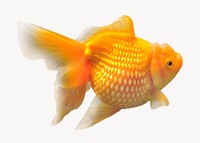 Gold fish isolated on white, animal design