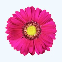 Pink gerbera daisy, flower collage element psd