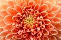 Orange dahlia close up, flower background 