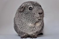 Gray guinea pig, cute pet. Free public domain CC0 image.