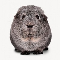 Guinea pig isolated on white, real animal design psd