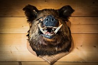 Free wild boar head on wooden wall image, public domain animal CC0 photo.