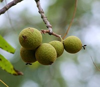 Eastern black walnut, Free public domain CC0 photo.