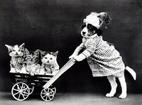 Funny dressed puppy and kittens. Free public domain CC0 photo.