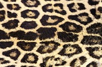 Leopard pattern, real texture, animal close up background