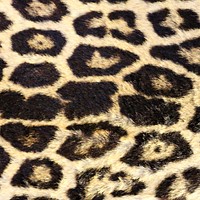 Leopard pattern, real texture, animal close up background