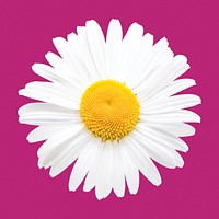 White daisy, flower clipart psd