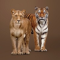 Female lion, tiger clipart, wildlife animal image psd