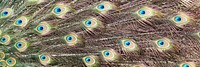Peacock feather pattern background, twitter header design