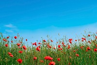 Red poppy field background with blue sky design psd