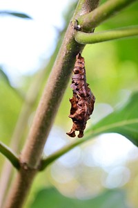 Butterfly chrysalis in nature. Free public domain CC0 photo.