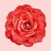 Red peony, flower collage element psd