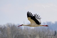 Flying stork, animal photography. Free public domain CC0 image.