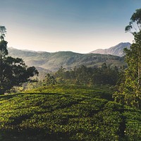 Panorama of beautiful tea plantation at sunrise. Kerela, India. 
