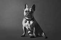Bulldog pet background, animal portrait in black and white psd