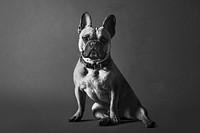 Bulldog pet background, animal portrait in black and white