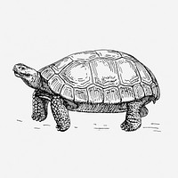 Vintage tortoise, animal illustration. Free public domain CC0 graphic