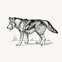 Vintage wolf, animal clipart vector. Free public domain CC0 graphic