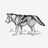 Vintage wolf, wild animal illustration. Free public domain CC0 graphic