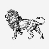 Lion, animal illustration. Free public domain CC0 graphic