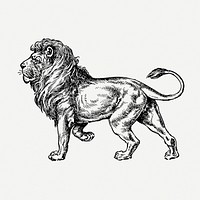 Lion, wild animal illustration psd. Free public domain CC0 graphic