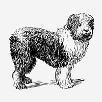 Sheepdog, animal illustration. Free public domain CC0 graphic