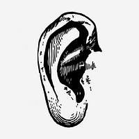 Human ear, body part illustration. Free public domain CC0 graphic