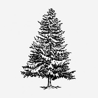 Vintage Christmas pine tree, botanical illustration. Free public domain CC0 graphic