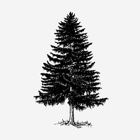 Vintage Christmas pine tree, botanical illustration. Free public domain CC0 graphic