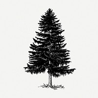 Vintage Christmas pine tree, botanical clipart psd. Free public domain CC0 graphic