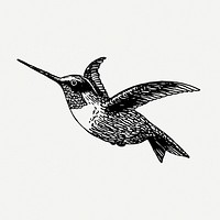 Vintage hummingbird, animal clipart psd. Free public domain CC0 graphic