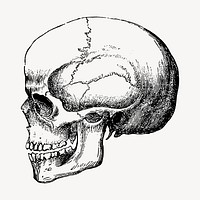 Human skull, vintage hand drawn clipart vector. Free public domain CC0 graphic
