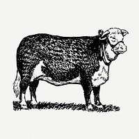 Hereford cattle, vintage farm animal clipart psd. Free public domain CC0 graphic