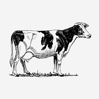 Holstein cow, vintage farm animal clipart. Free public domain CC0 graphic