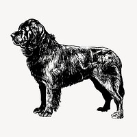 Vintage Newfoundland dog, animal illustration vector. Free public domain CC0 graphic