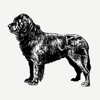 Newfoundland dog, animal clipart psd. Free public domain CC0 graphic