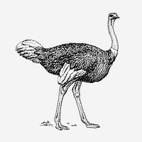 Ostrich illustration, animal clipart. Free public domain CC0 graphic