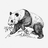 BW panda, vintage animal clipart. Free public domain CC0 graphic