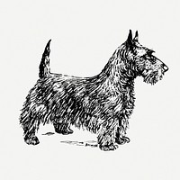 BW Scottish terrier dog illustration psd. Free public domain CC0 graphic