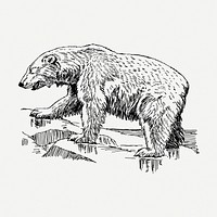 Polar bear, animal clipart psd. Free public domain CC0 graphic
