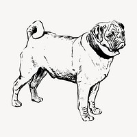 Pug dog, animal illustration vector. Free public domain CC0 graphic