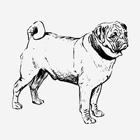 Vintage pug dog, animal illustration. Free public domain CC0 graphic