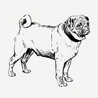 Pug dog, animal clipart psd. Free public domain CC0 graphic