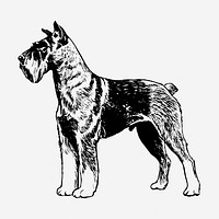 Vintage Schnauzer dog illustration. Free public domain CC0 graphic