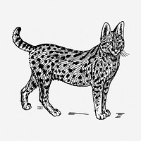 Serval, wild cat illustration. Free public domain CC0 graphic